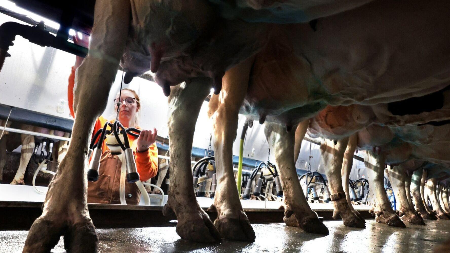 Interest in raw milk grows in Missouri despite restrictions and health concerns